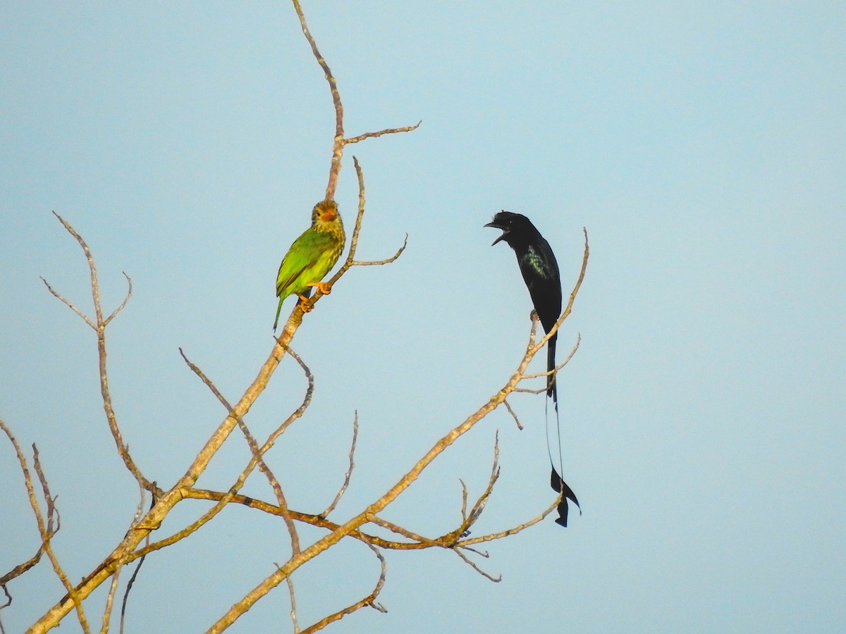 Lineated Barbet - ML643267440