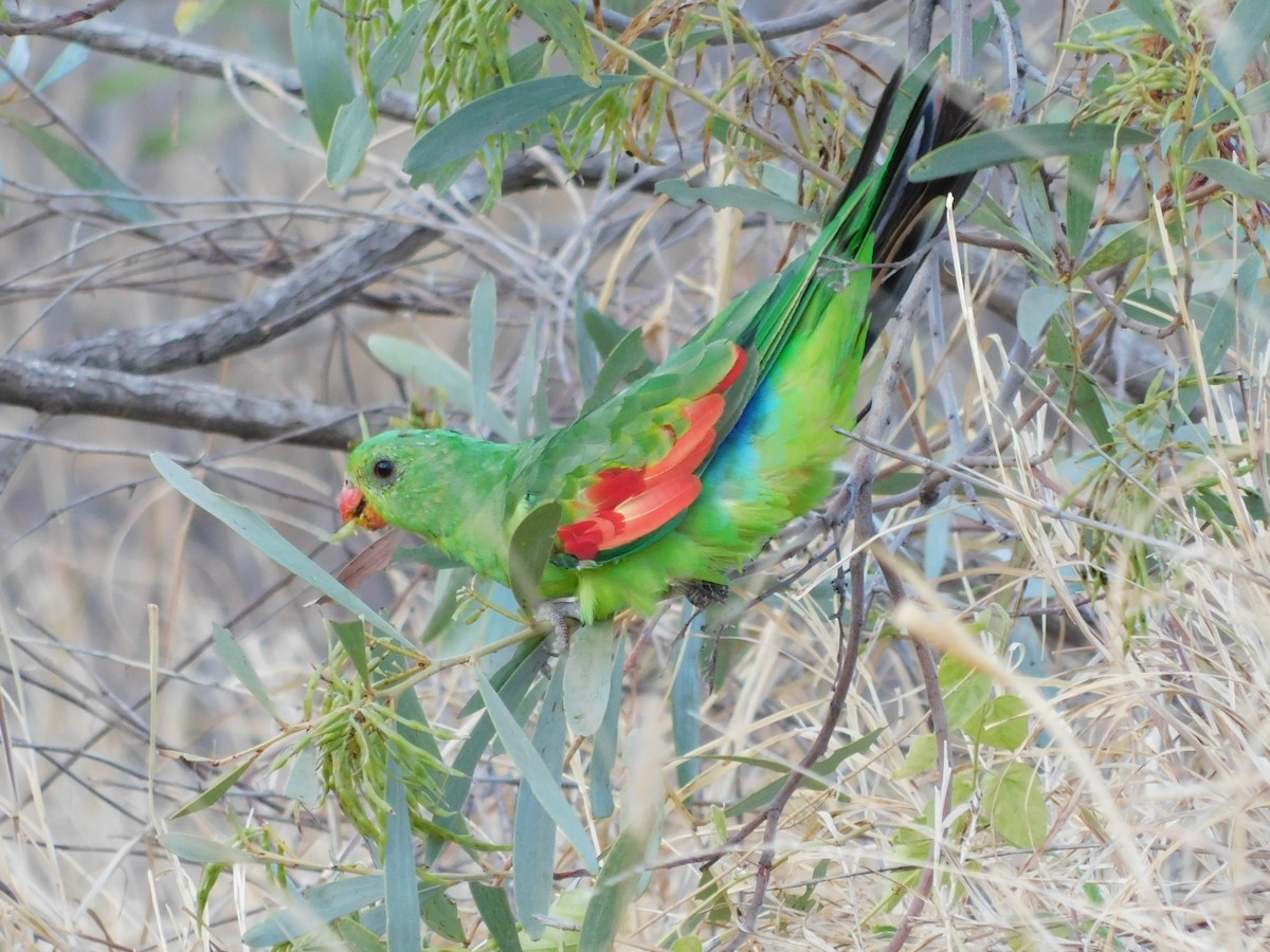 Red-winged Parrot - ML643267444