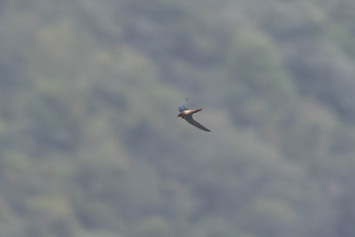 White-throated Needletail - ML643267455