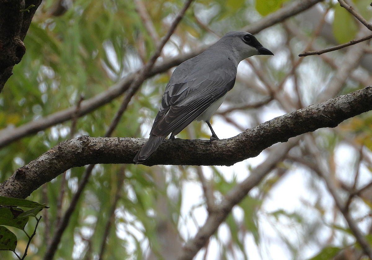 White-bellied Cuckooshrike - ML643267468
