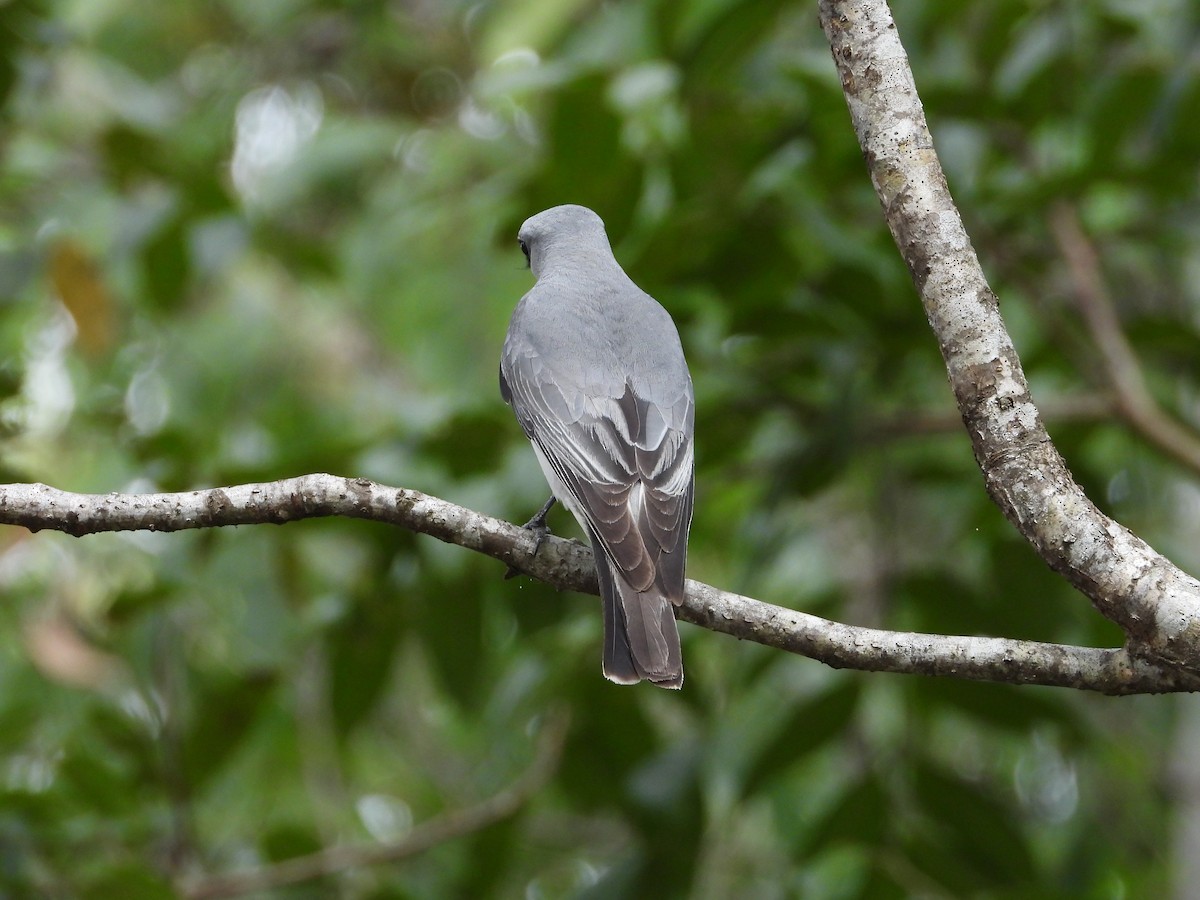 White-bellied Cuckooshrike - ML643267469