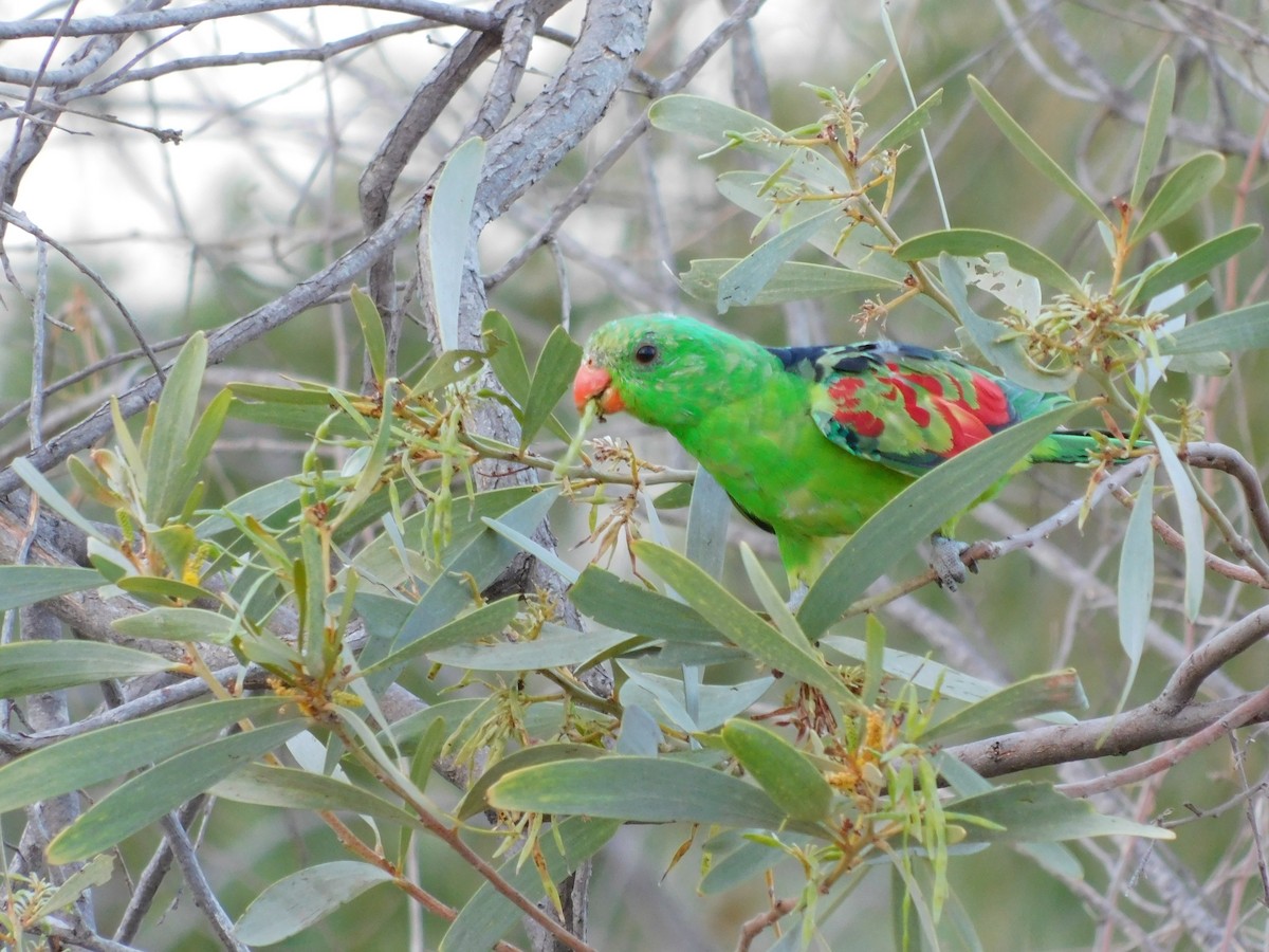 Red-winged Parrot - ML643267471