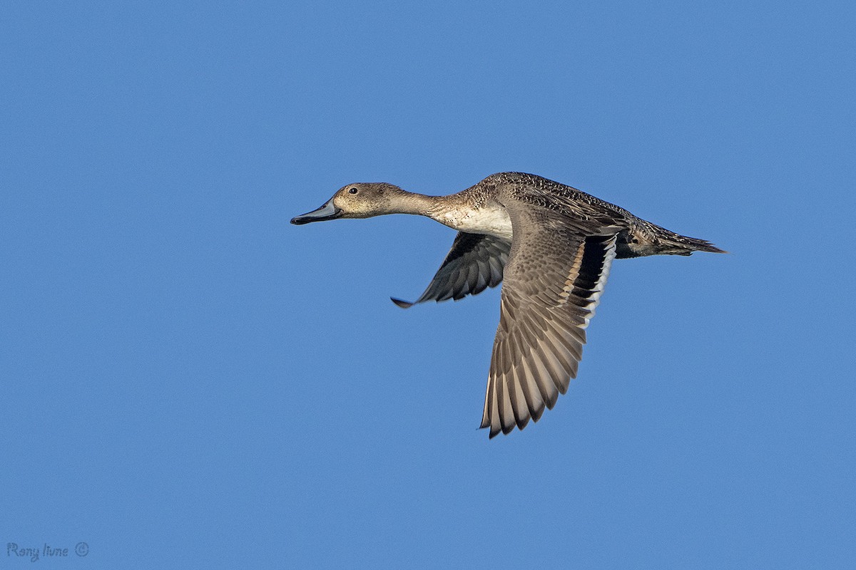 Northern Pintail - ML643267476