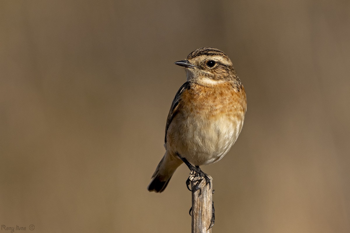 Whinchat - ML643267480