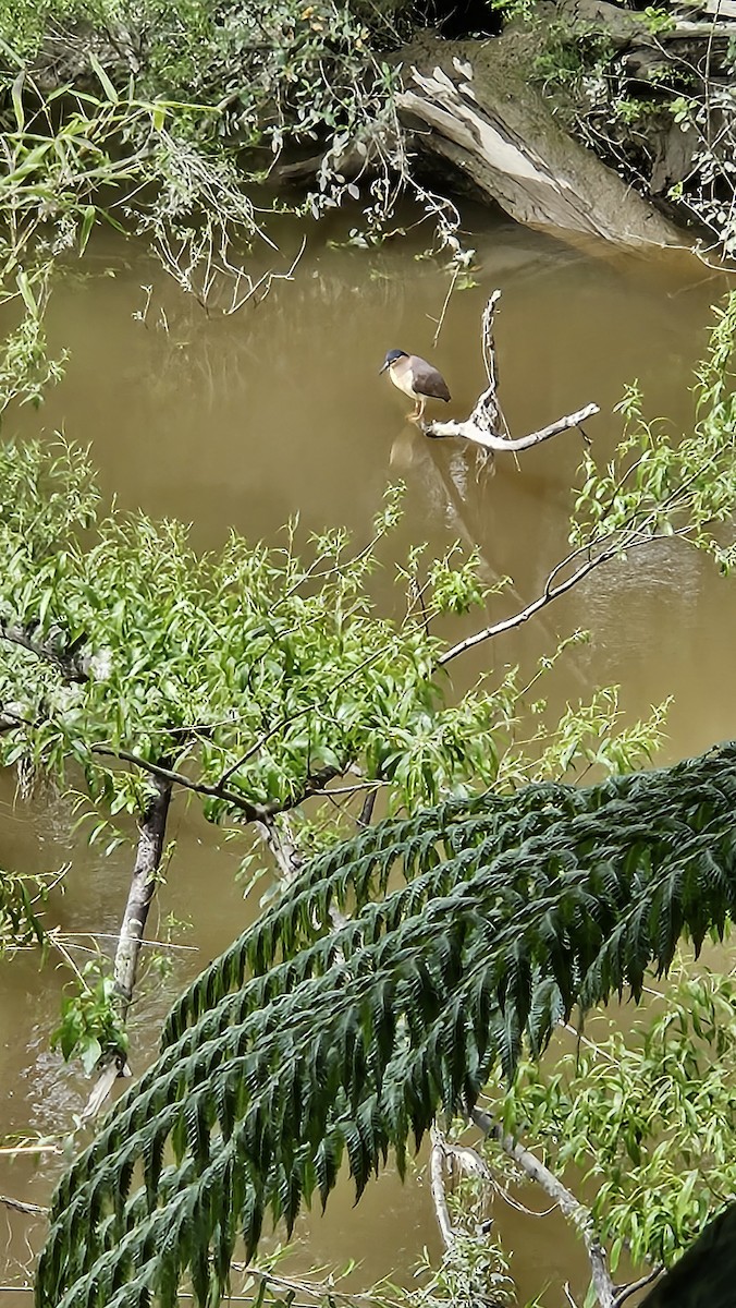 Nankeen Night Heron - ML643267483