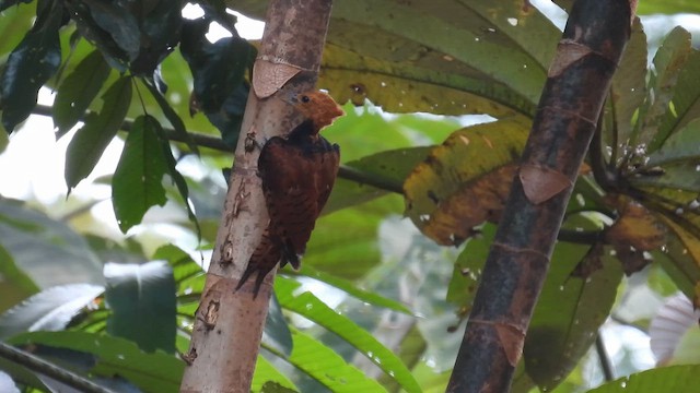 Ringed Woodpecker (Ringed) - ML643267515