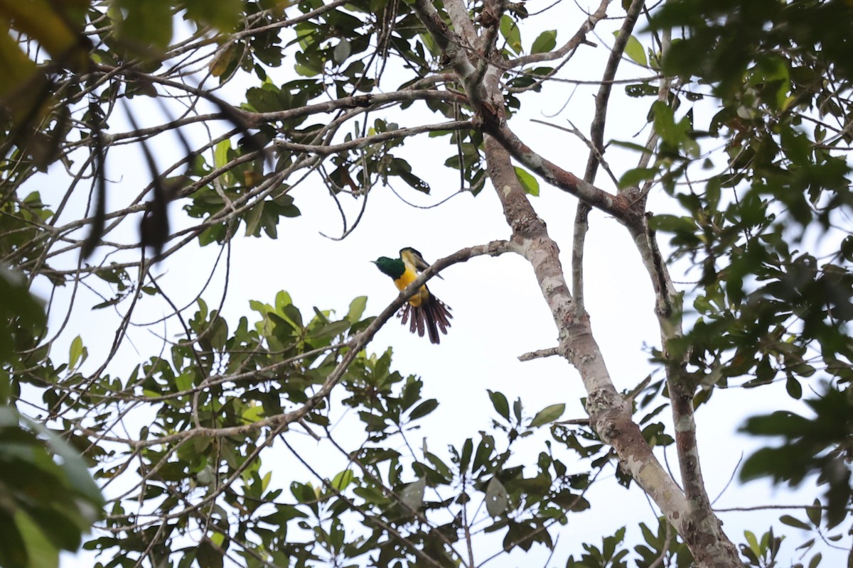 African Emerald Cuckoo - ML643267519