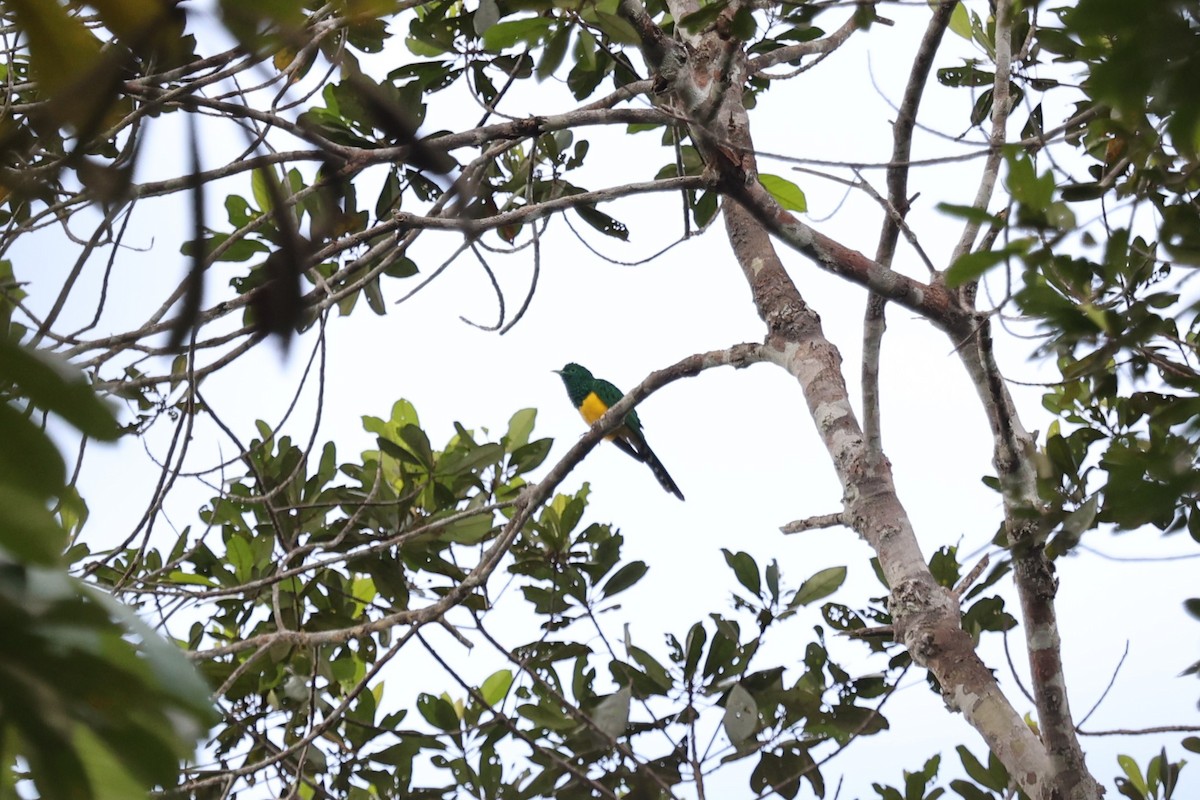 African Emerald Cuckoo - ML643267520
