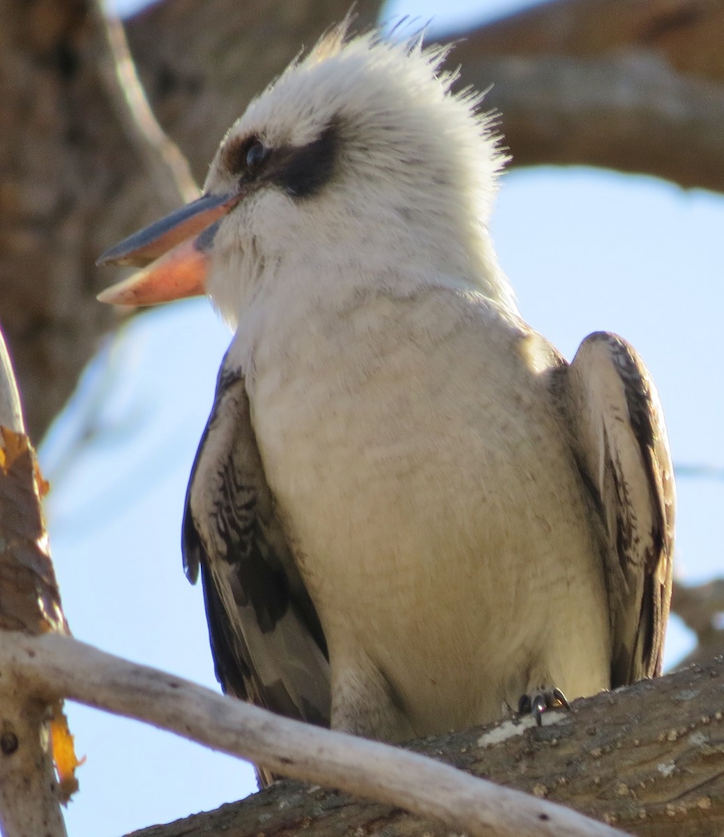 Laughing Kookaburra - ML643267521