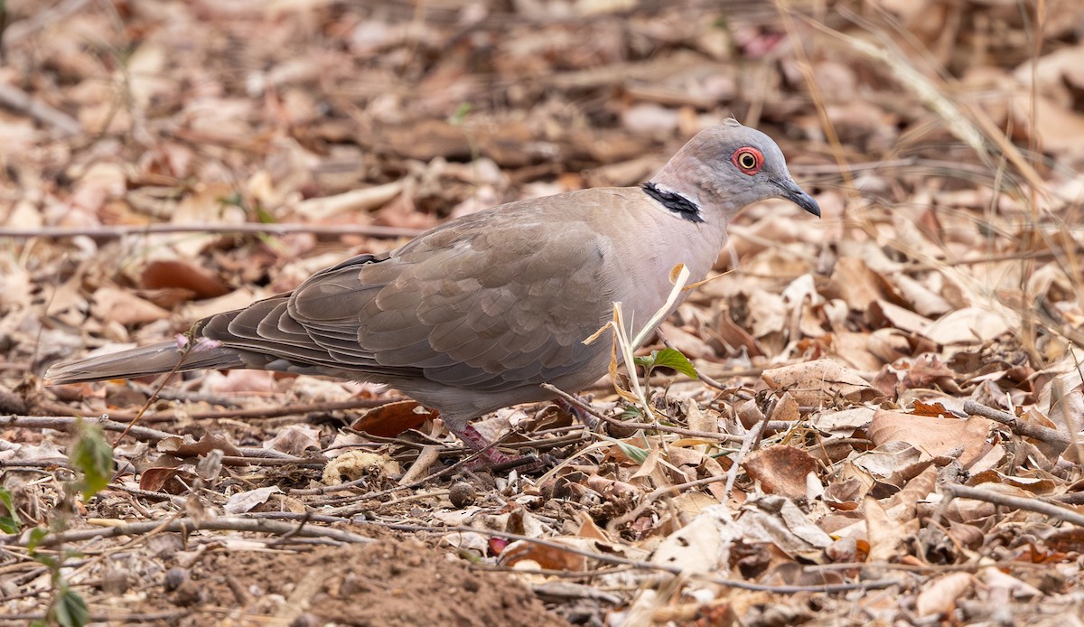 Mourning Collared-Dove - ML643267540