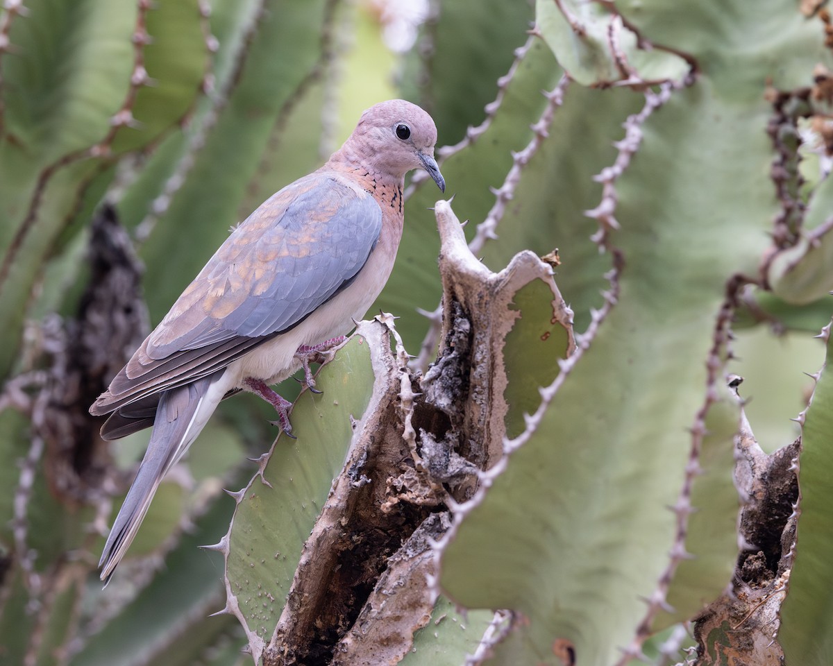 Laughing Dove - ML643267546