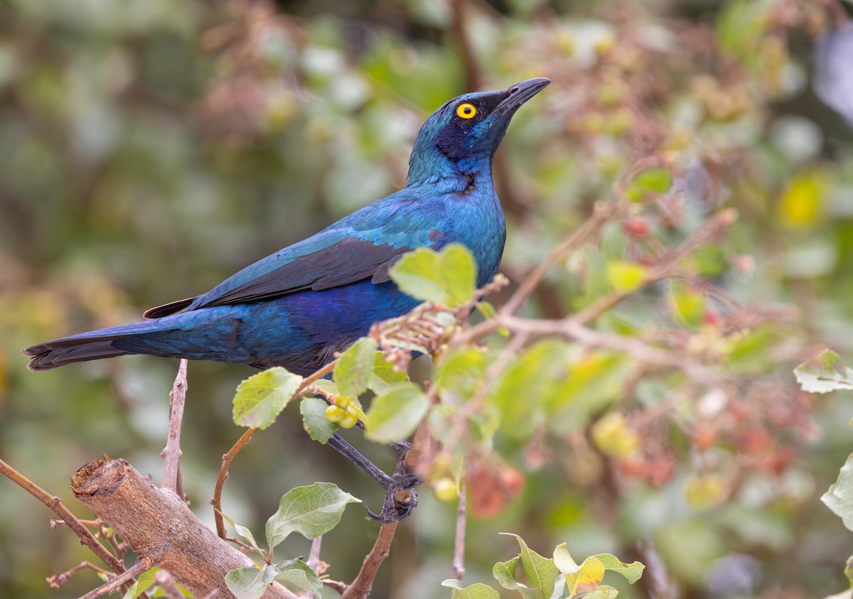 Greater Blue-eared Starling - ML643267553