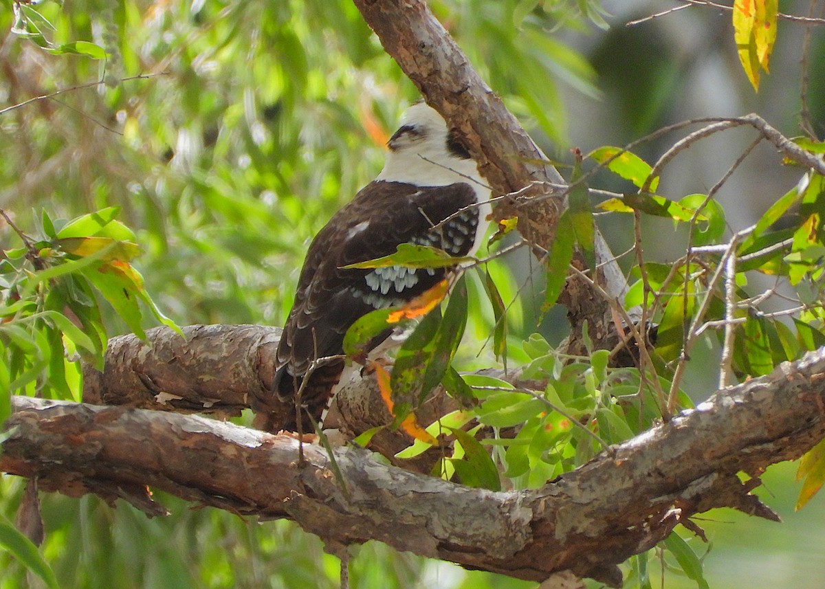 Laughing Kookaburra - ML643267558