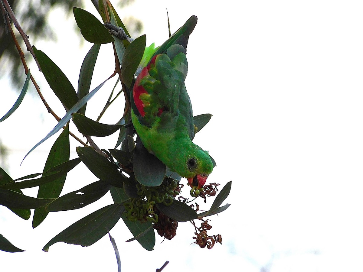 Red-winged Parrot - ML643267559