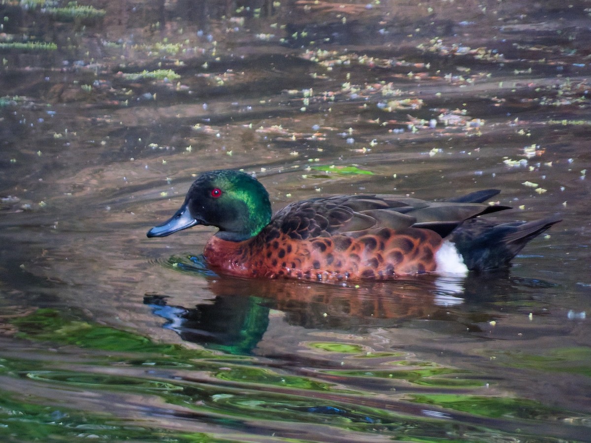 Chestnut Teal - ML643267568