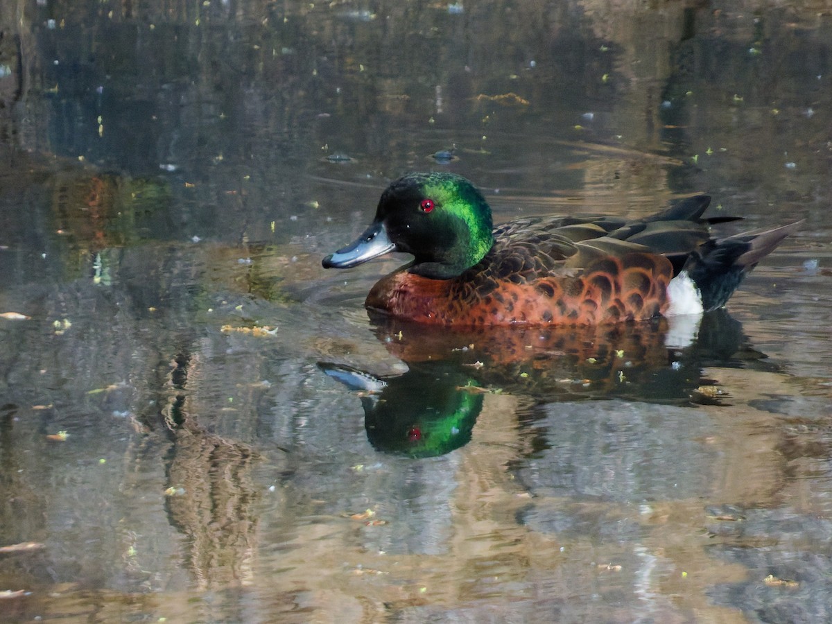 Chestnut Teal - ML643267569