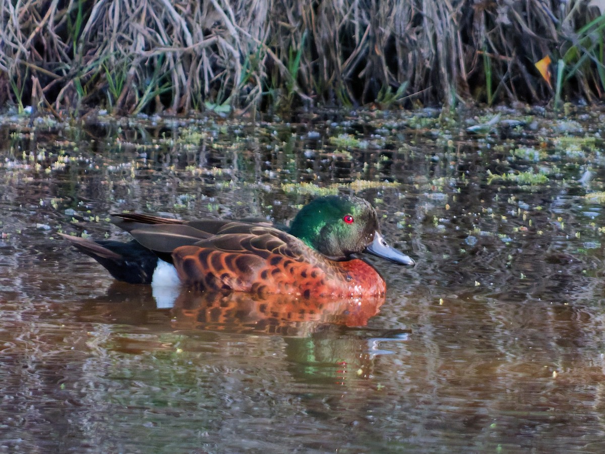 Chestnut Teal - ML643267571