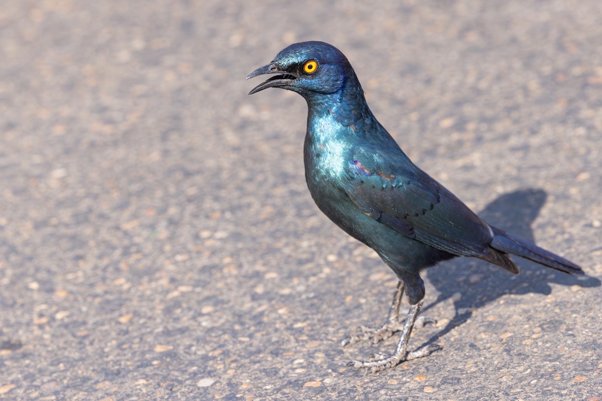 Cape Starling - ML643267572