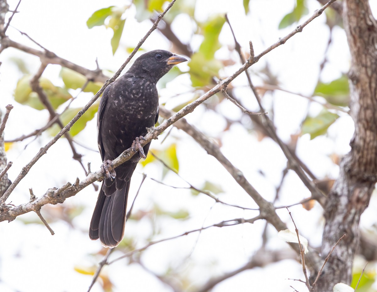 Red-billed Buffalo-Weaver - ML643267576