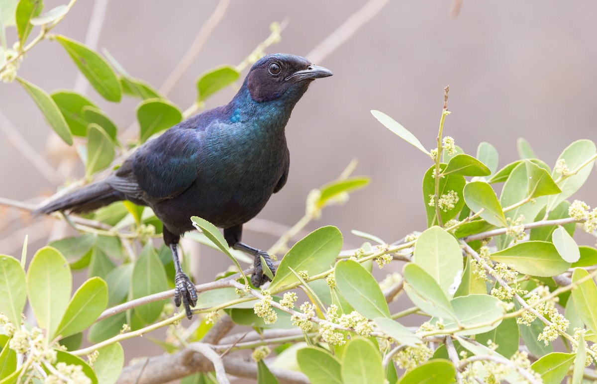 Burchell's Starling - ML643267578