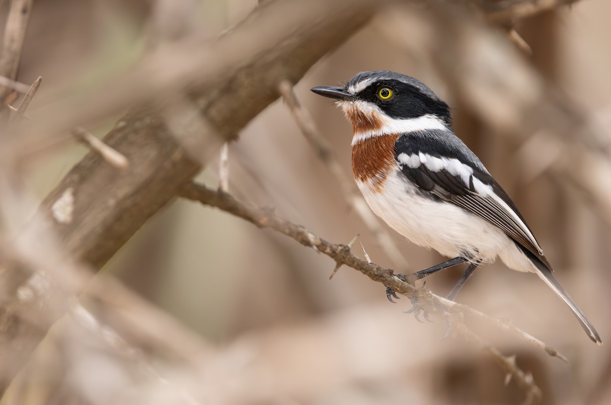 Chinspot Batis - ML643267582
