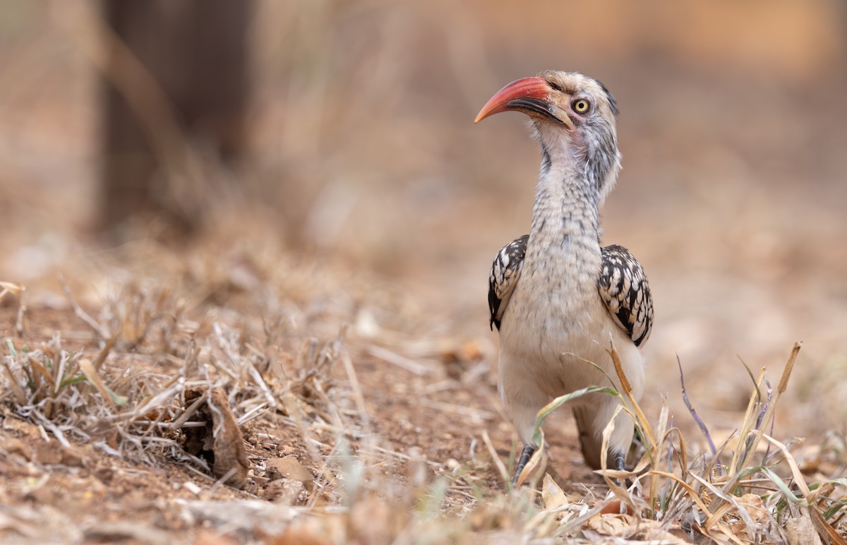 Southern Red-billed Hornbill - ML643267586