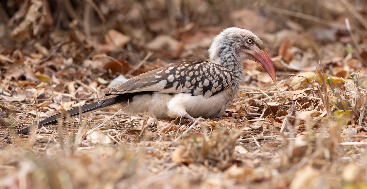 Southern Red-billed Hornbill - ML643267587