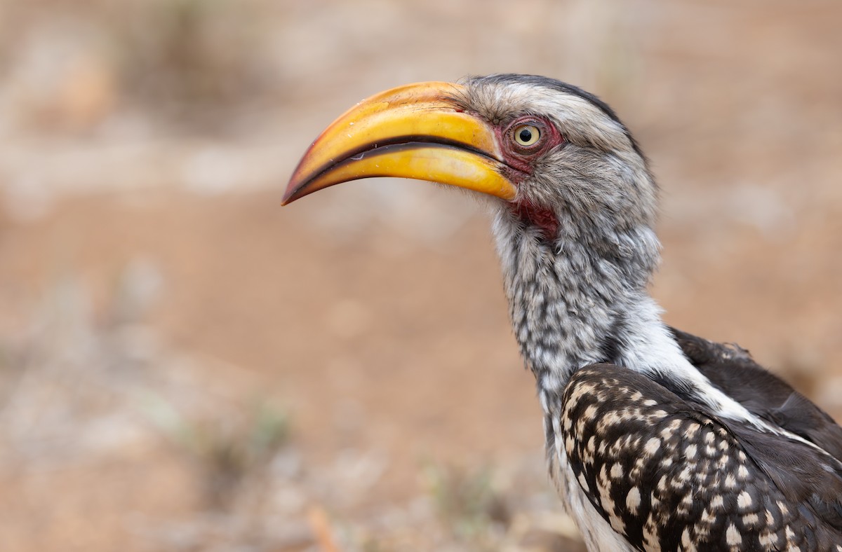 Southern Yellow-billed Hornbill - ML643267588
