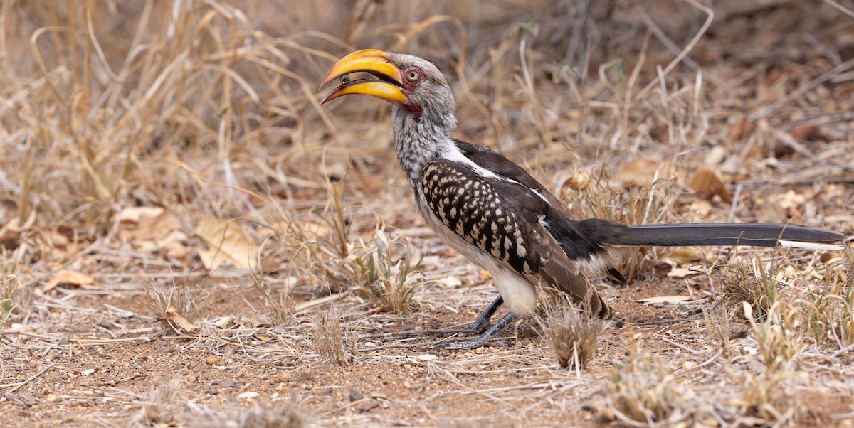 Southern Yellow-billed Hornbill - ML643267589