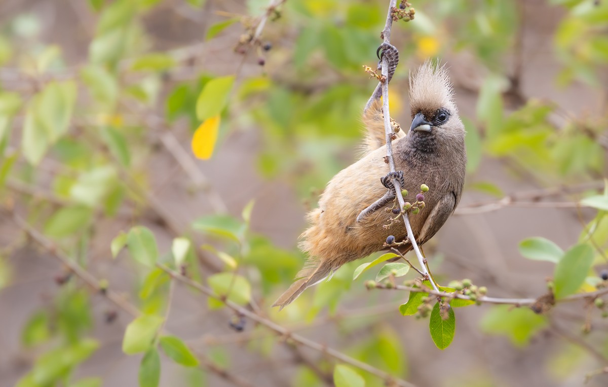 Speckled Mousebird - ML643267592