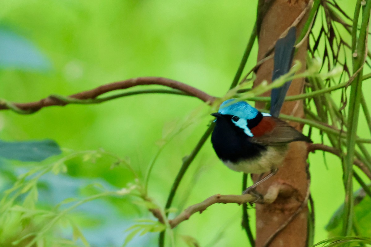 Red-winged Fairywren - ML643267595