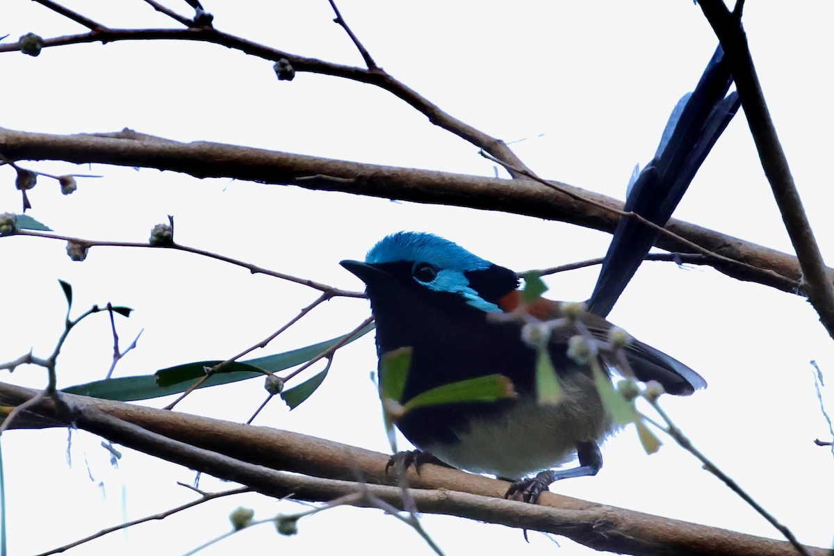 Red-winged Fairywren - ML643267596