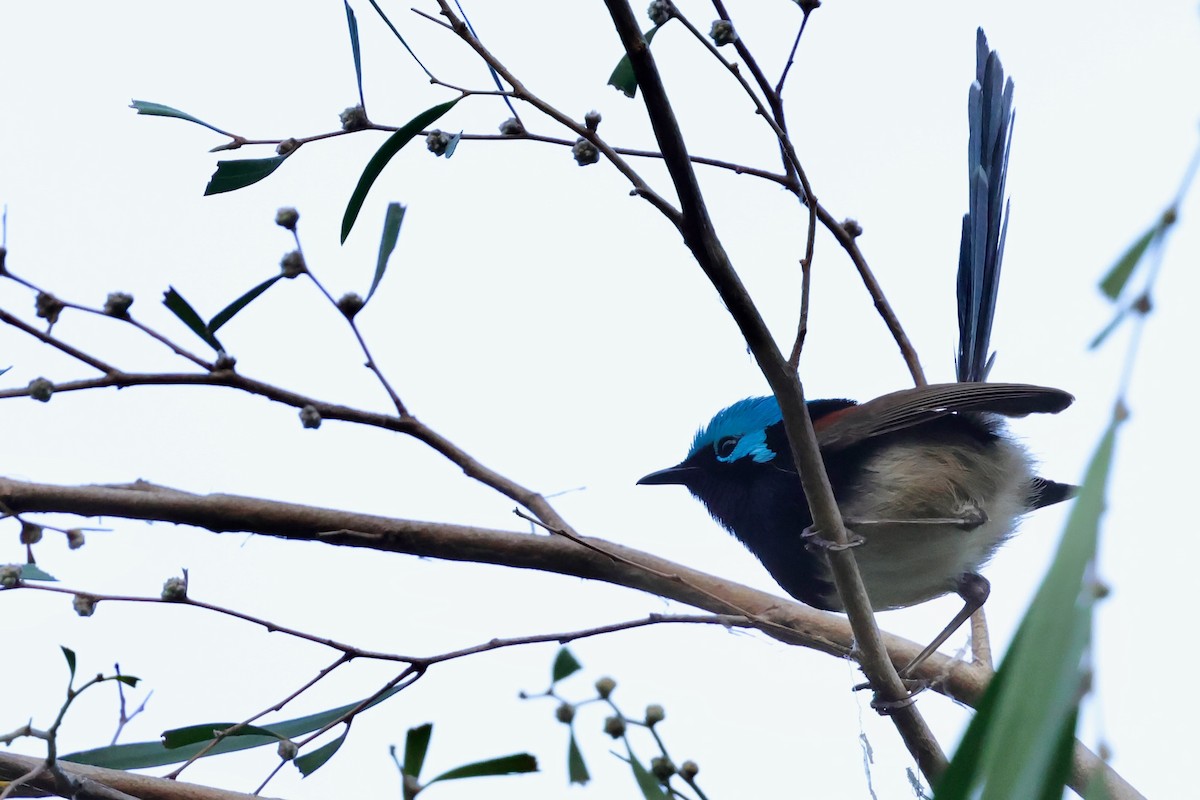 Red-winged Fairywren - ML643267598