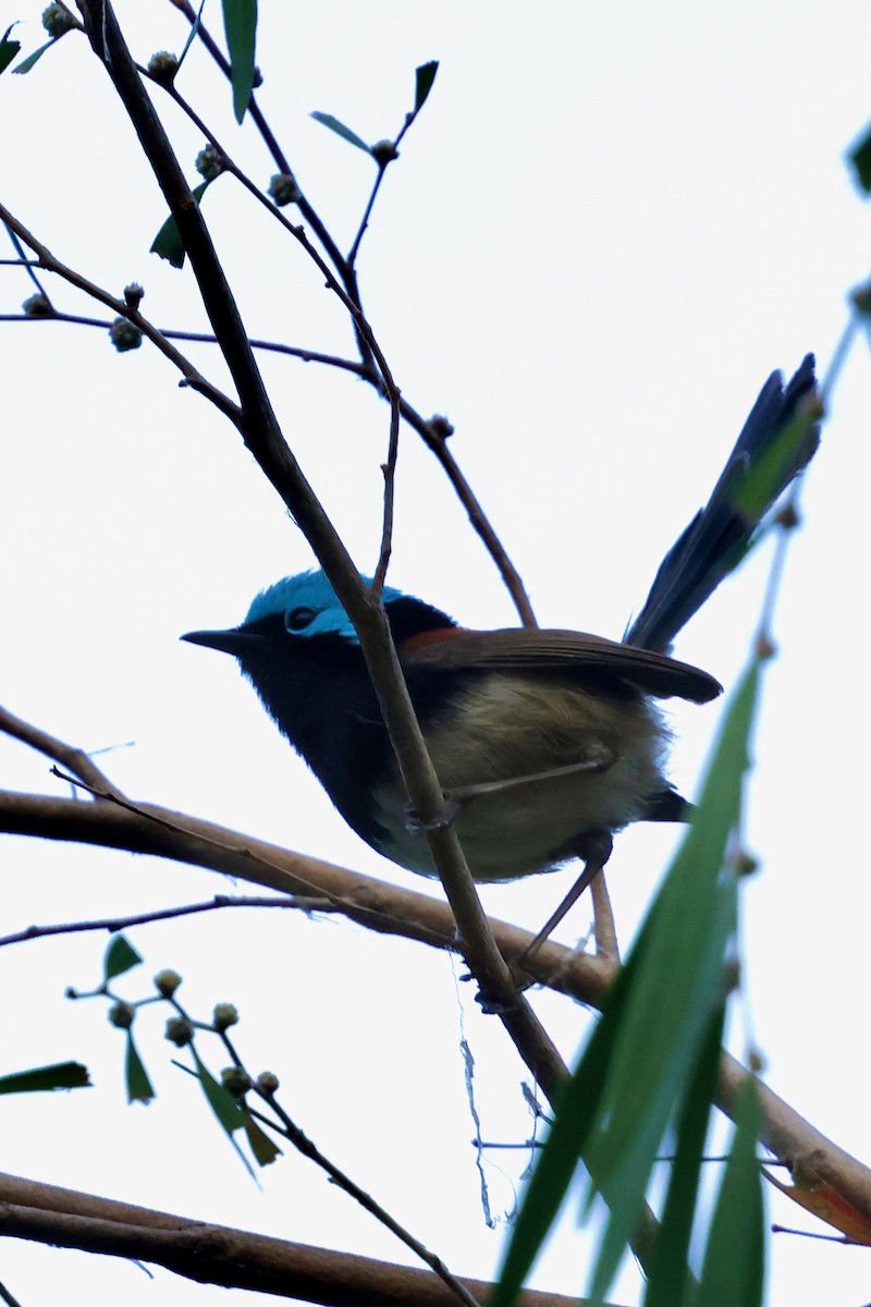 Red-winged Fairywren - ML643267599