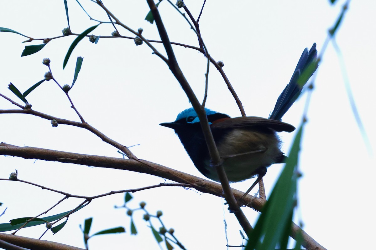 Red-winged Fairywren - ML643267600