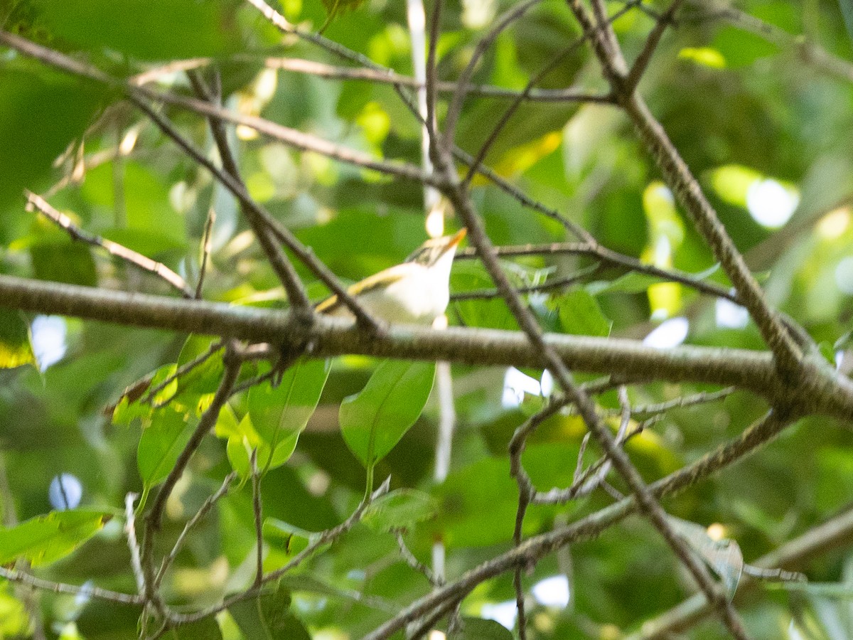 Eastern Crowned Warbler - ML643267613