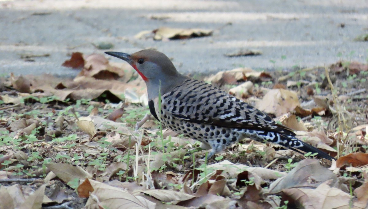 Northern Flicker - ML643267615