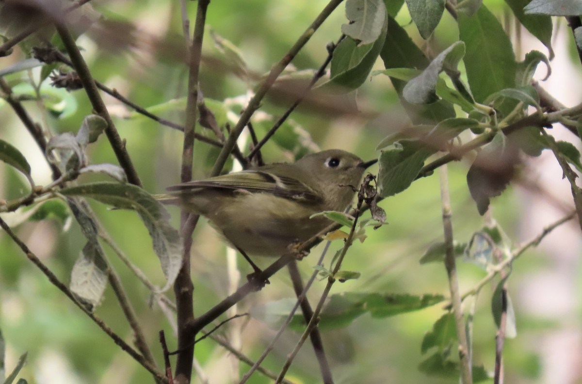 Ruby-crowned Kinglet - ML643267617