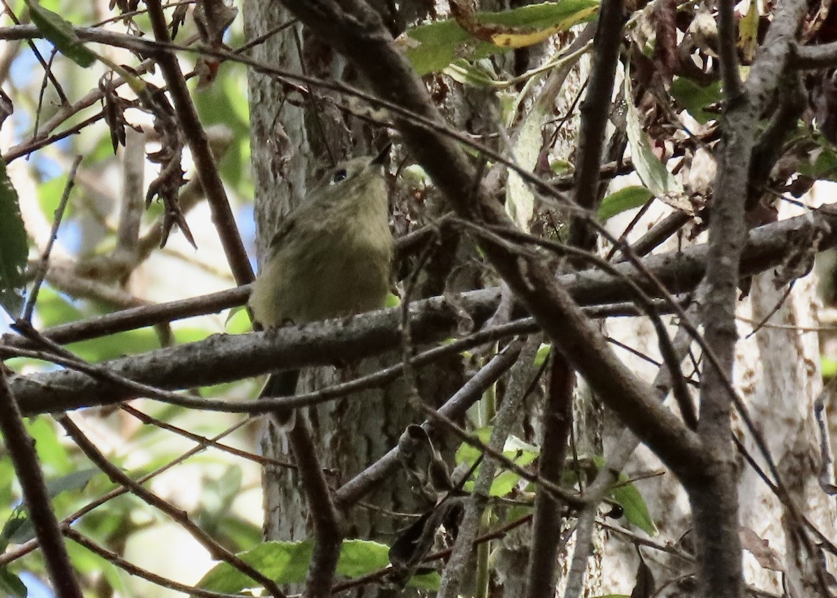 Ruby-crowned Kinglet - ML643267618