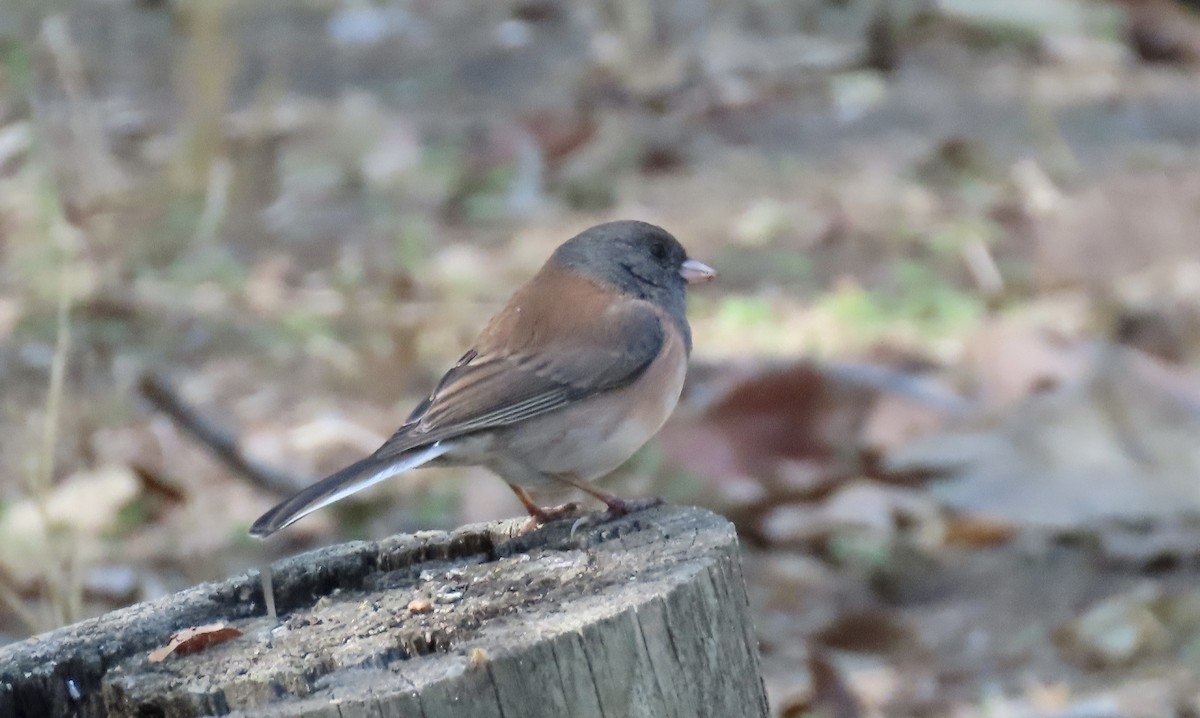 Dark-eyed Junco - ML643267628