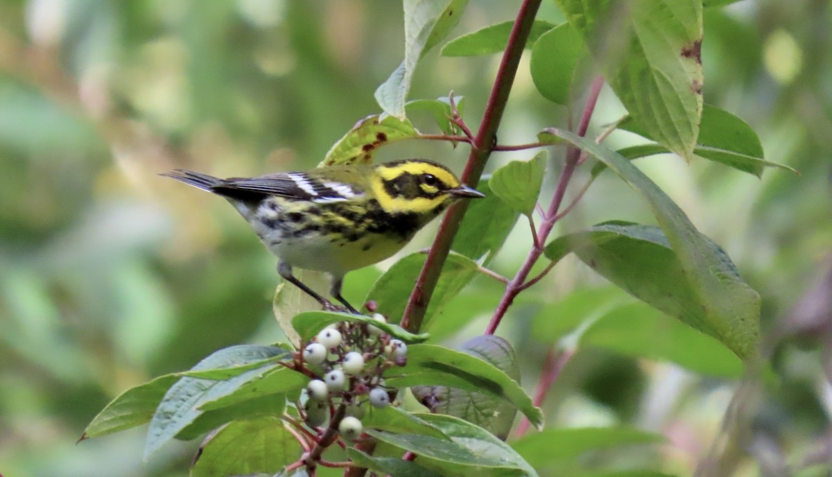 Townsend's Warbler - ML643267629