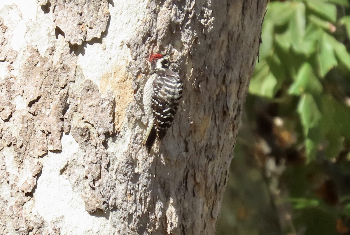 Nuttall's Woodpecker - ML643267641