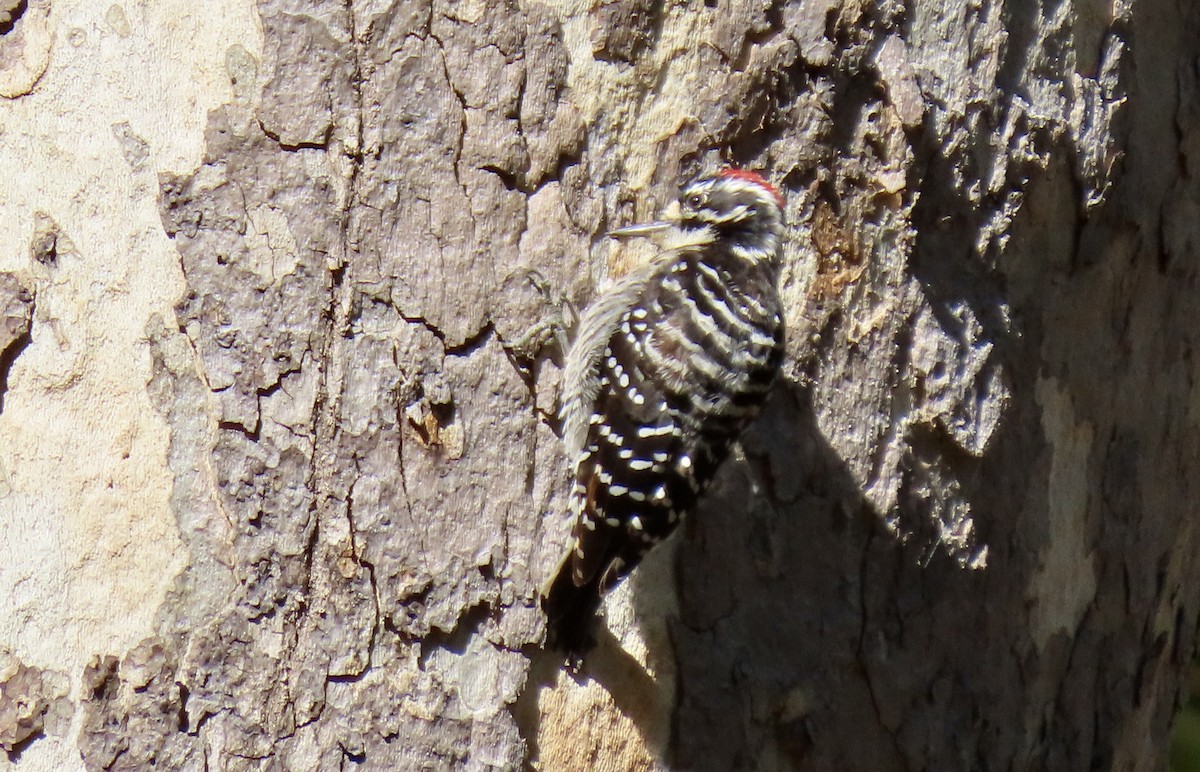 Nuttall's Woodpecker - ML643267642