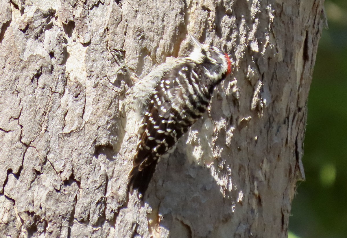 Nuttall's Woodpecker - ML643267643