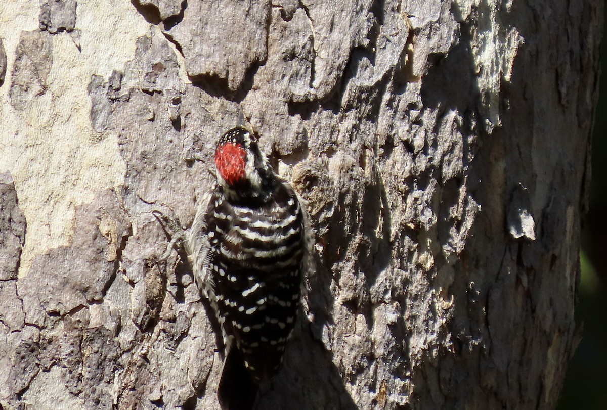 Nuttall's Woodpecker - ML643267644