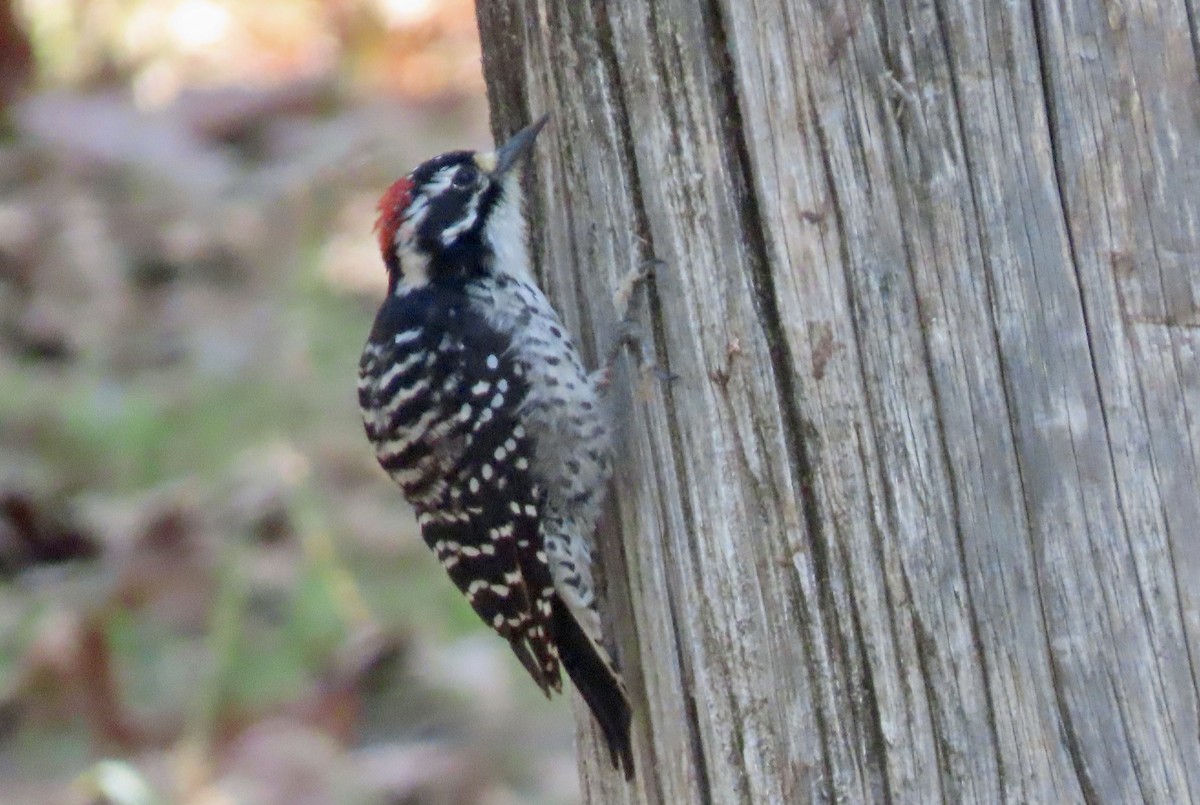 Nuttall's Woodpecker - ML643267655