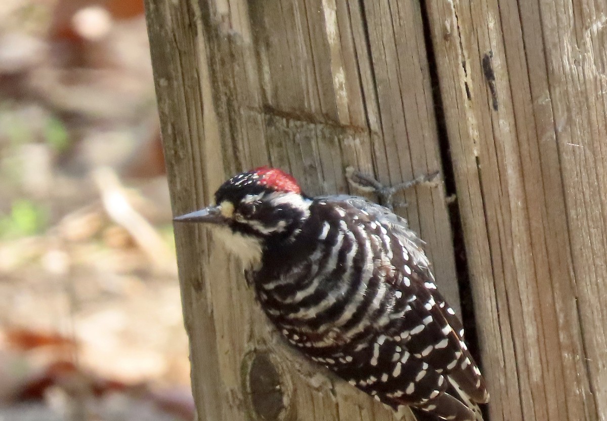 Nuttall's Woodpecker - ML643267657