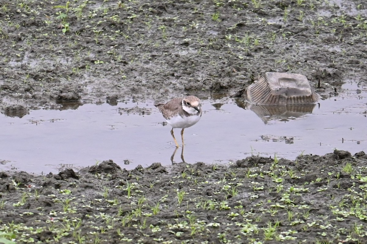 Long-billed Plover - ML643267658