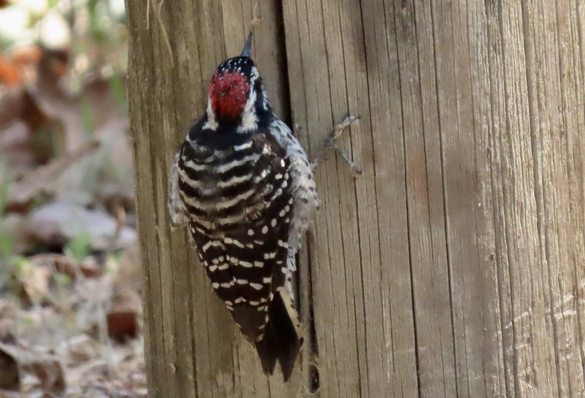 Nuttall's Woodpecker - ML643267661