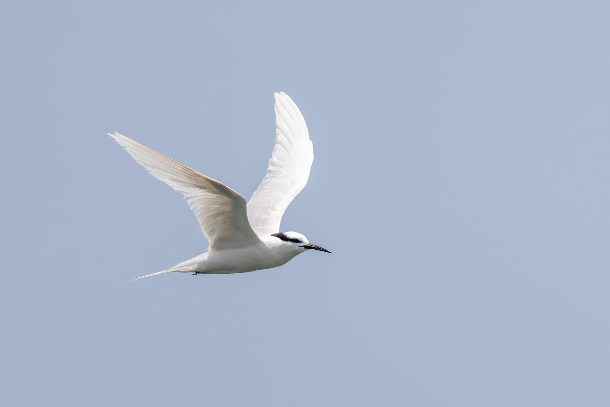Black-naped Tern - ML643267682